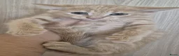 Turkish Angora cats for sale: Ginger and tabby kittens  - Advert 6