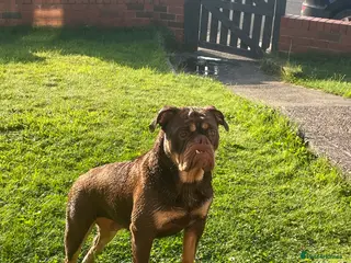 Olde English Bulldogge dogs 9 beautiful olde English bulldogge - Advert 2