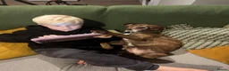 Boston Terrier dogs for sale: Boston X Puppies for sale  - Advert 13