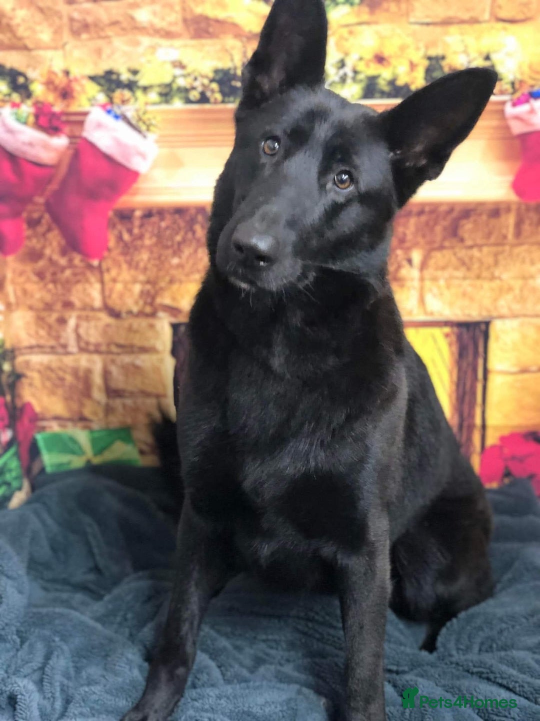 German Shepherd dogs for sale: Ready now fully vaccinated german shepherd puppies - Advert 2