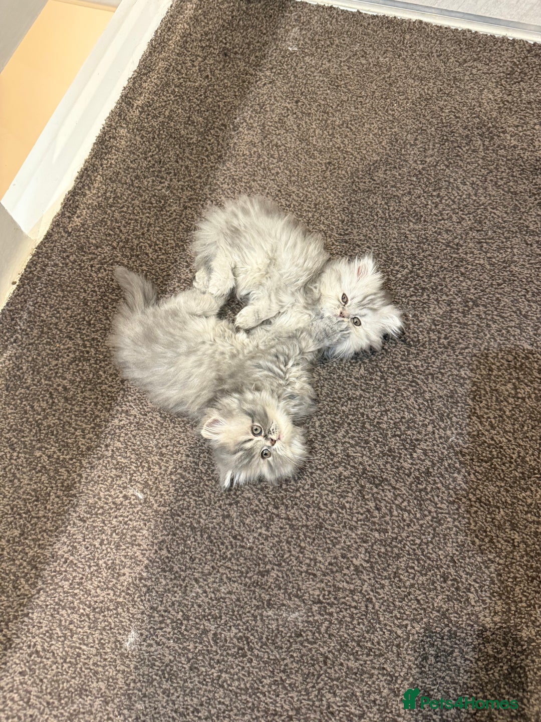 Persian cats for sale: Blue persian kitten  - Advert 14