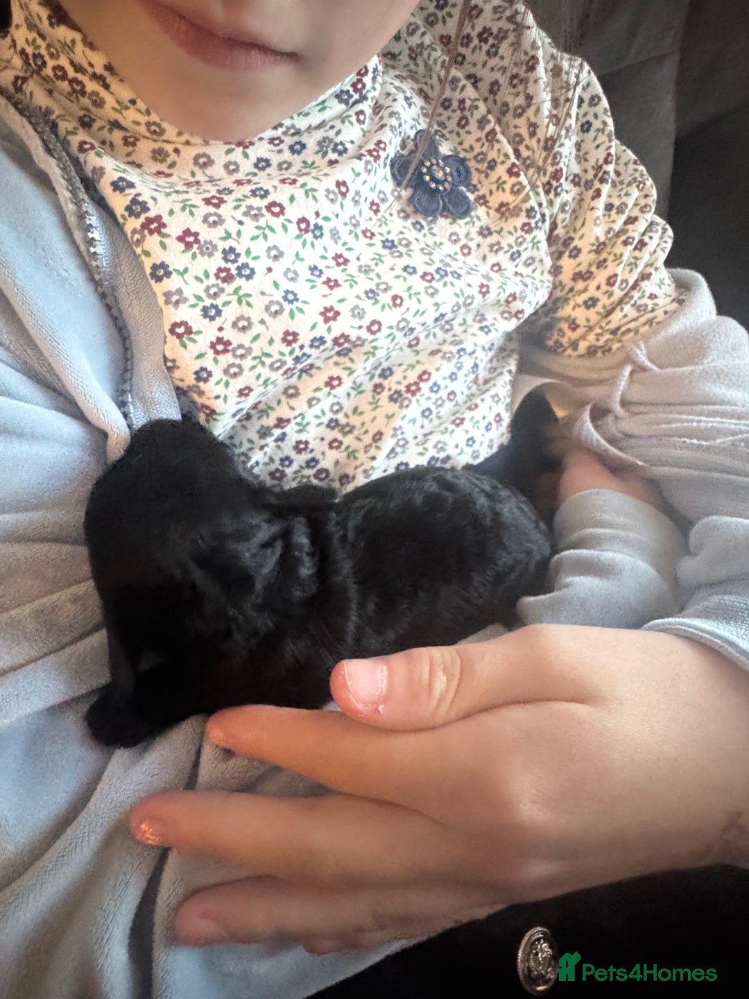 Cockapoo dogs for sale: Beautiful F1b cockapoos  - Advert 15