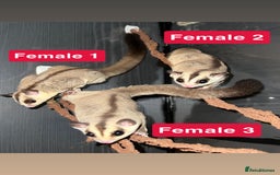 Sugar Glider rodents for sale: 7 sugar gliders for sale - Image 4