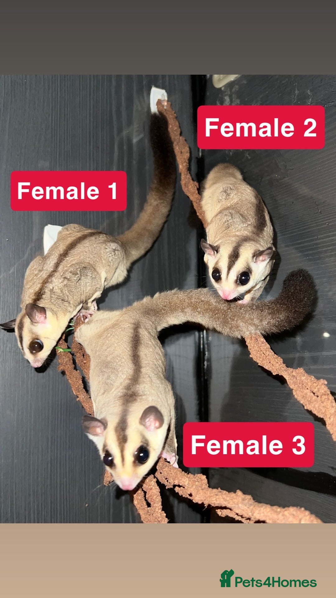 Sugar Glider rodents for sale: 7 sugar gliders for sale - Image 4