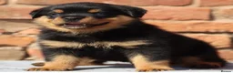 Rottweiler dogs for stud: KC Registered, 5 Star Bloodlines, STUD ONLY in Rugby - Advert 7