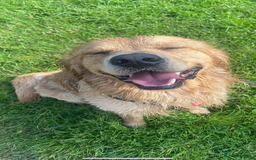 Golden Retriever dogs for stud: Golden boy Baxter - Image 8