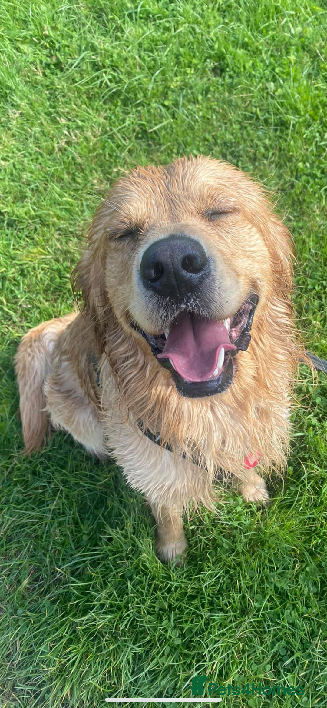 Golden Retriever dogs for stud: Golden boy Baxter - Image 8