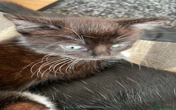 Domestic Shorthair cats for sale: 3 gorgeous kittens - Image 5