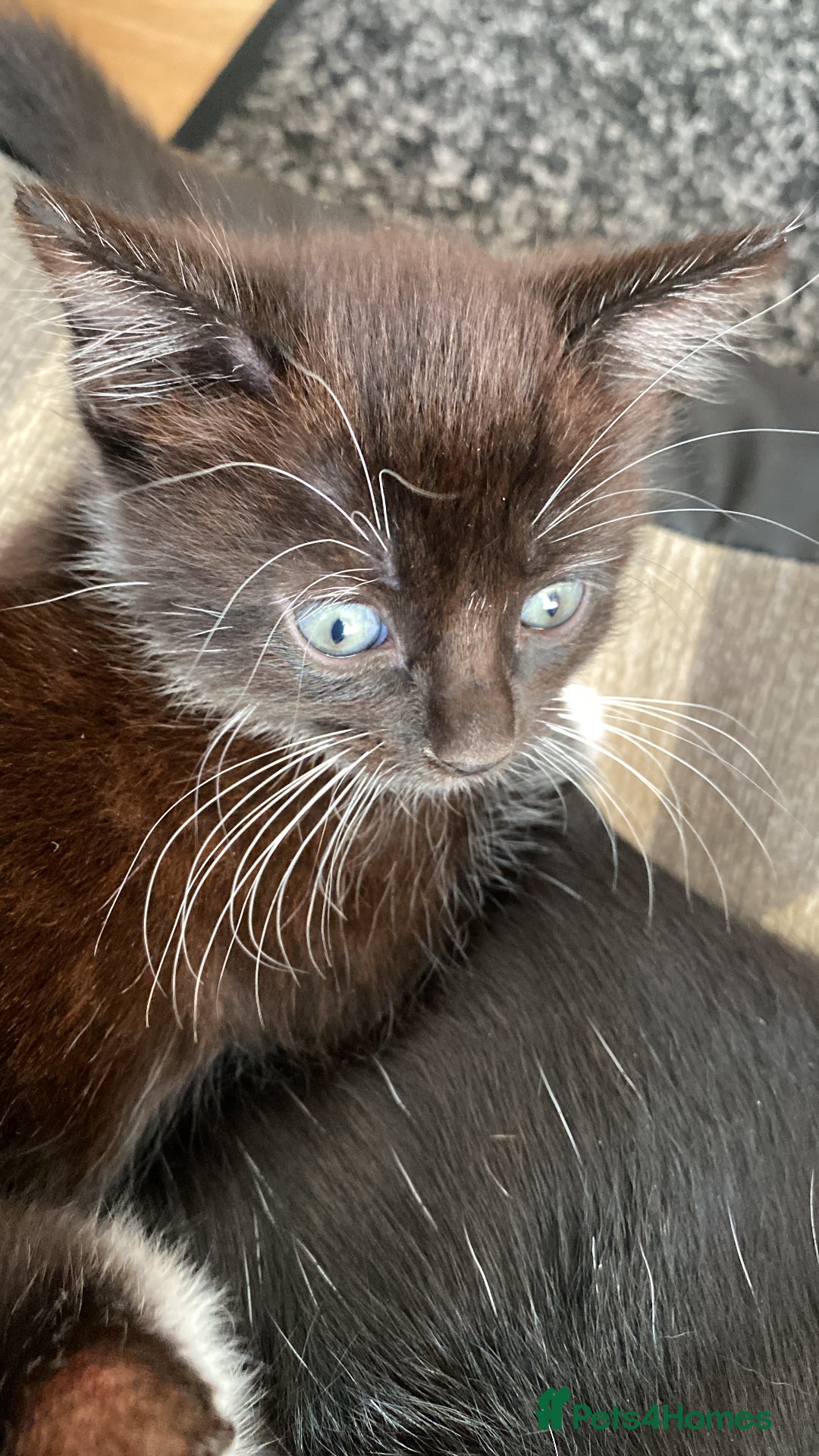 Domestic Shorthair cats for sale: 3 gorgeous kittens - Image 5