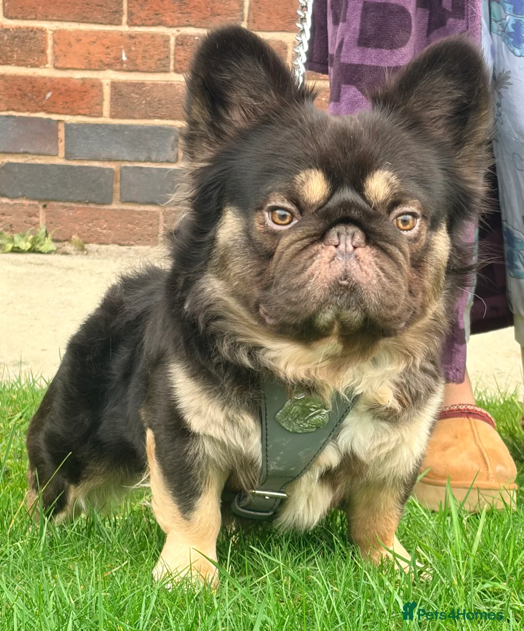 French Bulldog dogs for stud: Chocolate tan fluffy in Chesterfield - Advert 1
