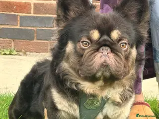 French Bulldog dogs Chocolate tan fluffy in Chesterfield - Advert 10