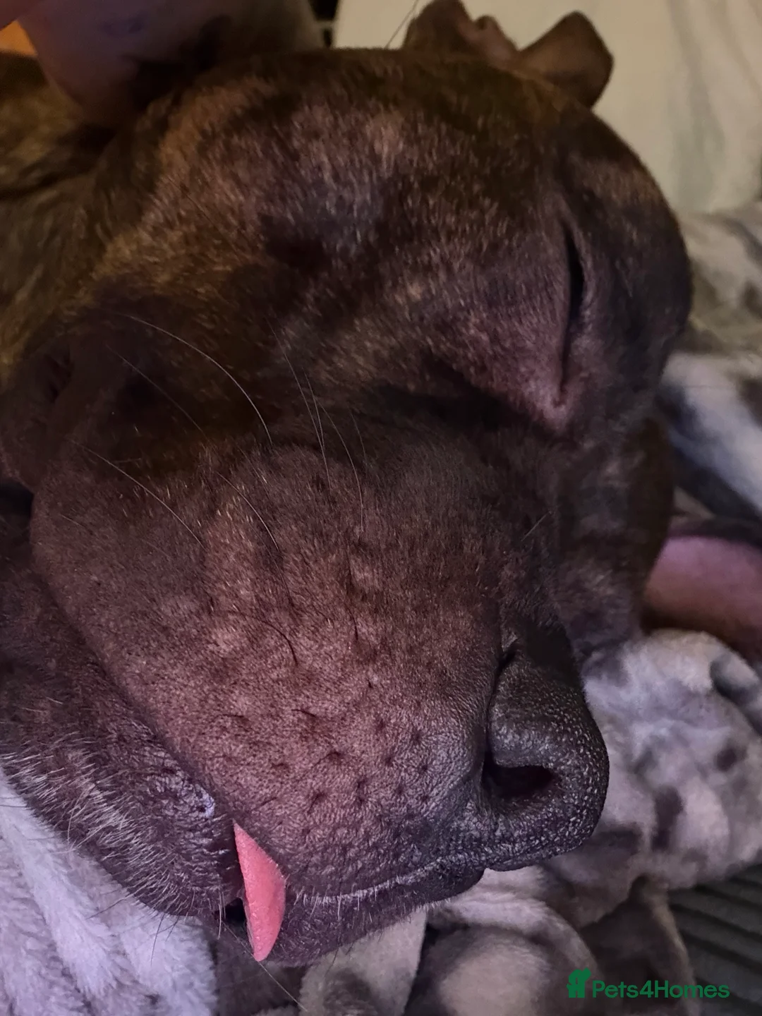 Staffordshire Bull Terrier dogs for sale: Staffordshire bull terrier female - Advert 4