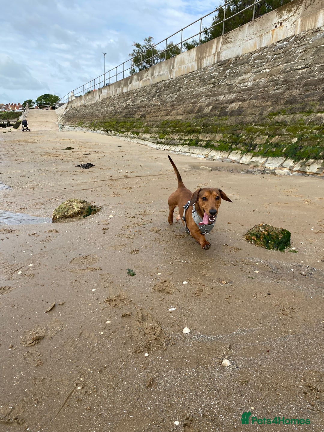 Miniature Dachshund dogs for sale: 2 year old male dachshund  - Advert 1