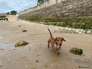 Miniature Dachshund dogs 2 year old male dachshund - Advert 1