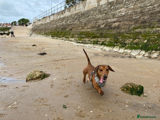 Miniature Dachshund dogs 2 year old male dachshund - Advert 10