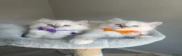 Ragdoll cats for sale: GCCF ragdoll kittens for sale - Advert 12
