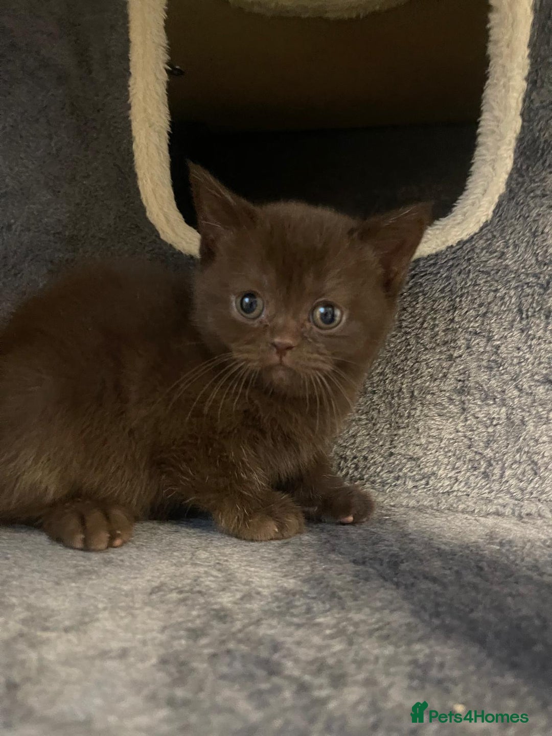 British Shorthair cats for sale: Purebred  British Shorthair Kittens - Advert 19