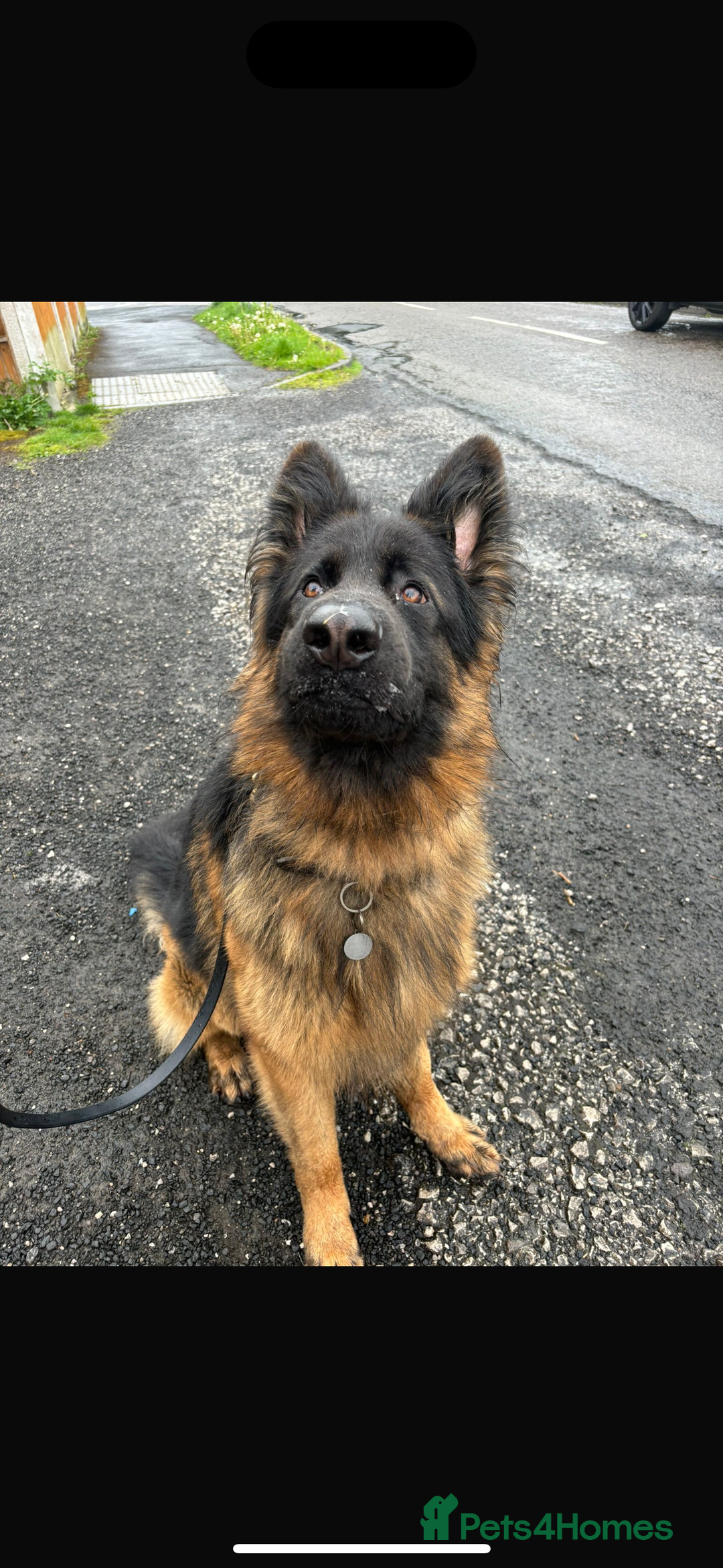 German Shepherd dogs for sale: German Shepherd for sale: Rocco - Advert 3