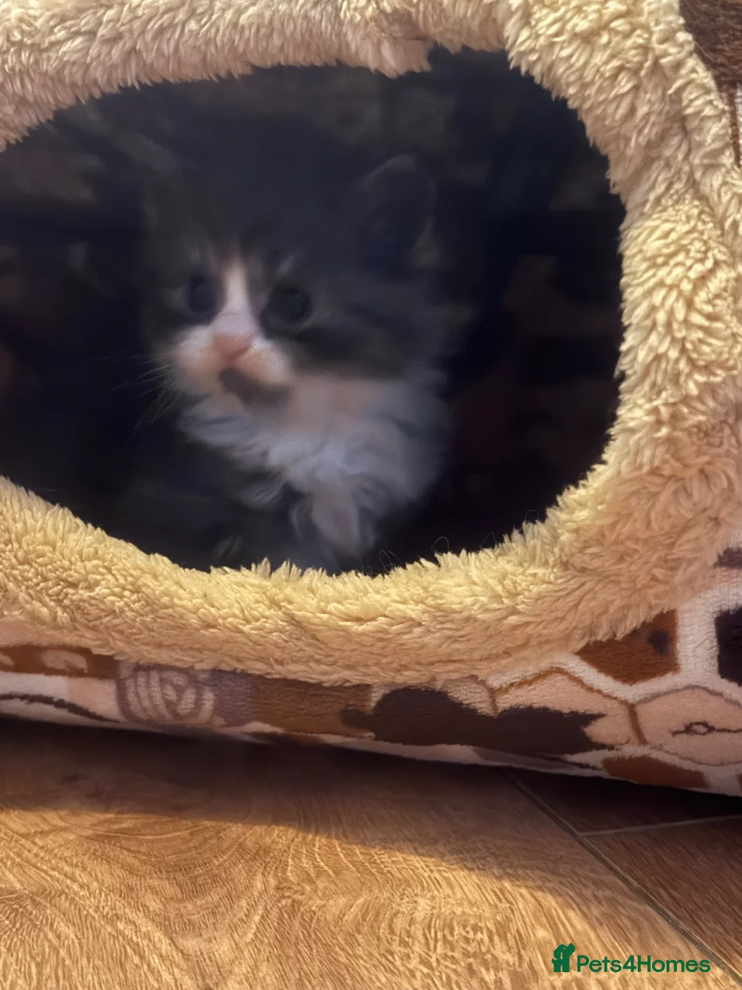 Mixed Breed cats for sale: BSH x Persian Kittens  - Advert 1