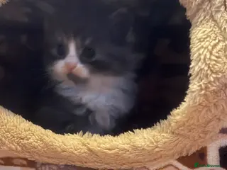 Mixed Breed cats BSH x Persian Kittens - Advert 6