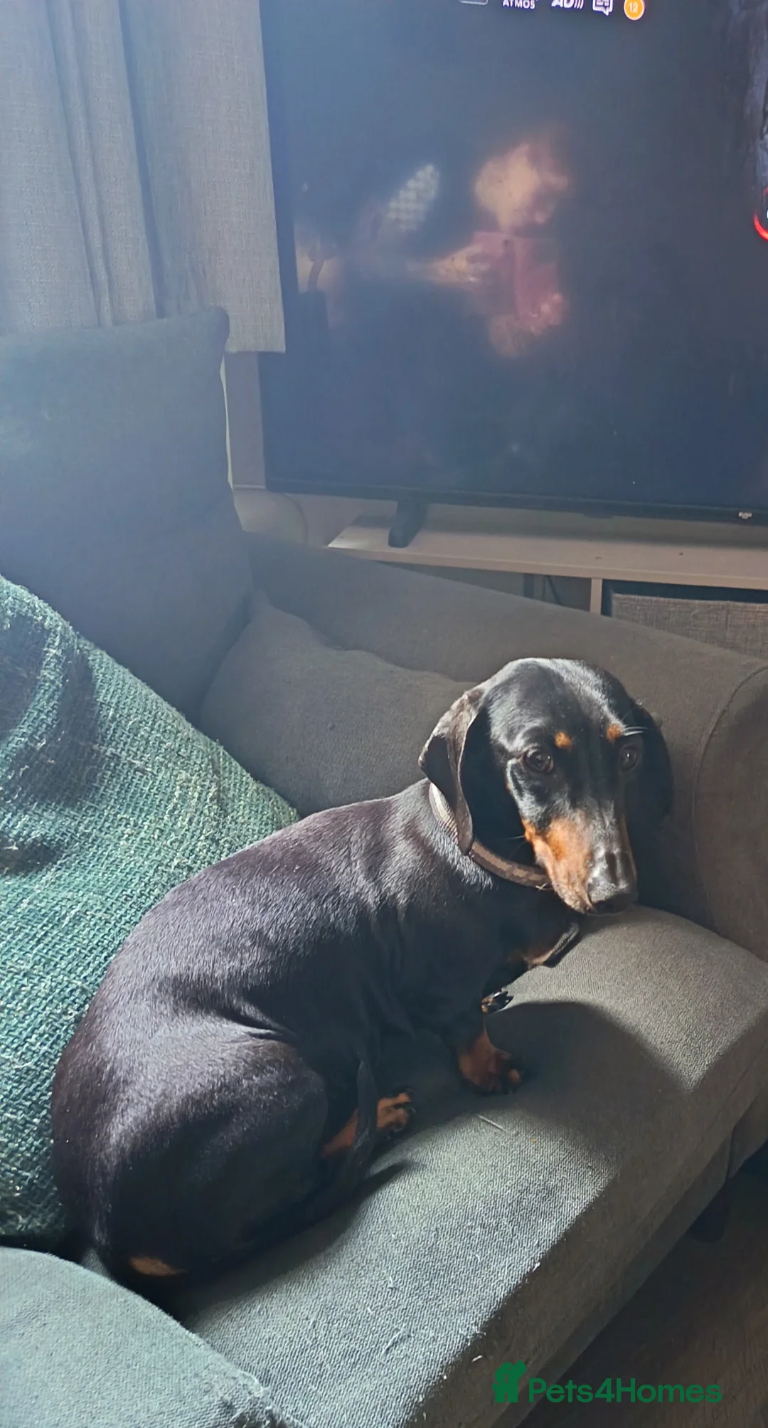 Dachshund dogs for sale: Female miniature dachshund,loving, kc registered.  - Advert 3