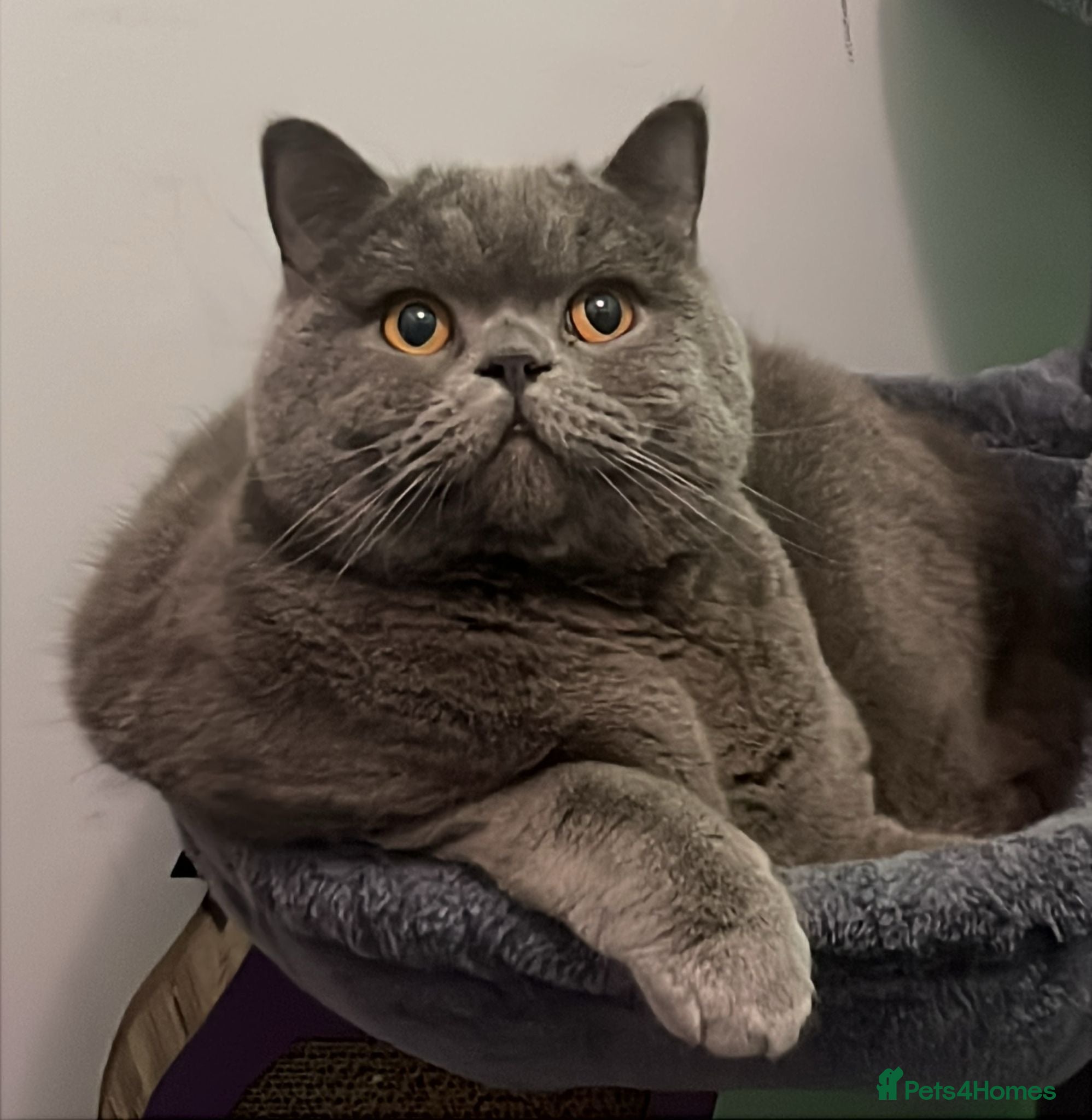 British Shorthair cats British Shorthair Male - Loving Home Wanted - Advert 1