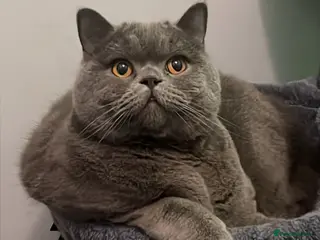 British Shorthair cats British Shorthair Male - Loving Home Wanted - Advert 2