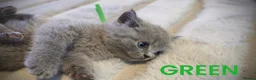 British Shorthair cats for sale: Beautiful British Shorthair Kittens - Advert 18