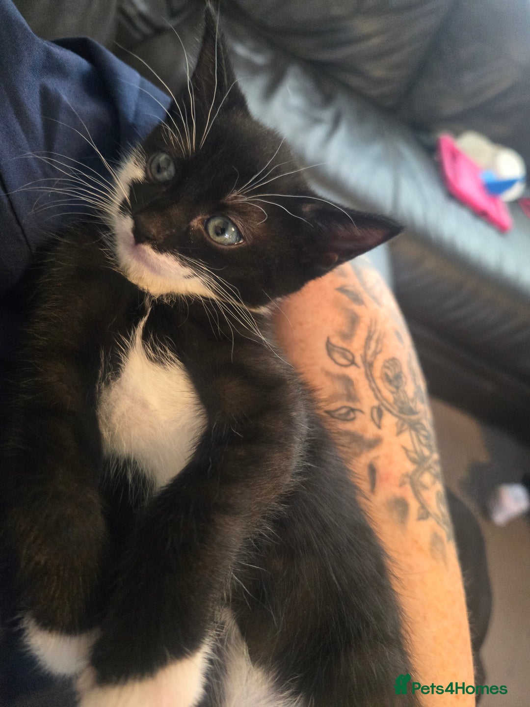 Domestic Shorthair cats for sale: Kittens  - Image 5