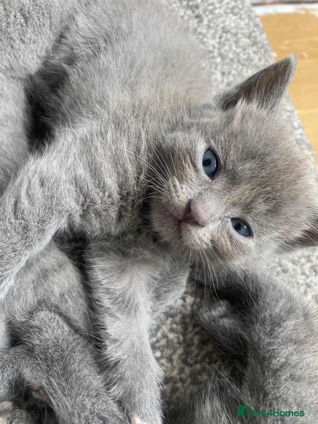 Russian Blue cats for sale: Russian Blue X British Shorthair Kittens - Image 15