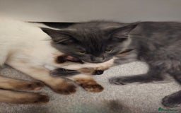 Maine Coon cats for sale: Maine Coon /Ragdoll Cross - Image 16