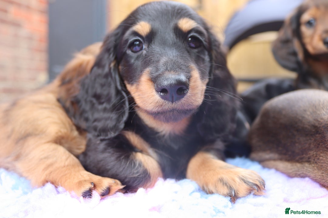 Miniature Dachshund dogs for sale: Ready now miniature long haired dachshunds in Stowmarket - Image 31