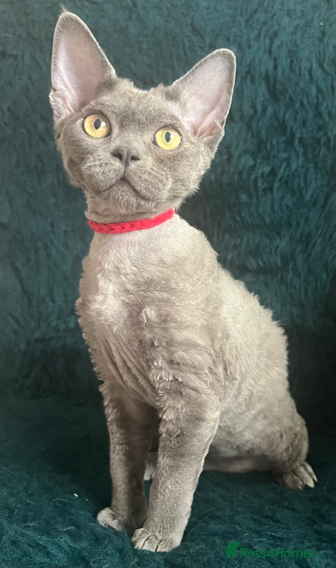 Devon Rex cats for sale: Devon Rex kittens  - Advert 20