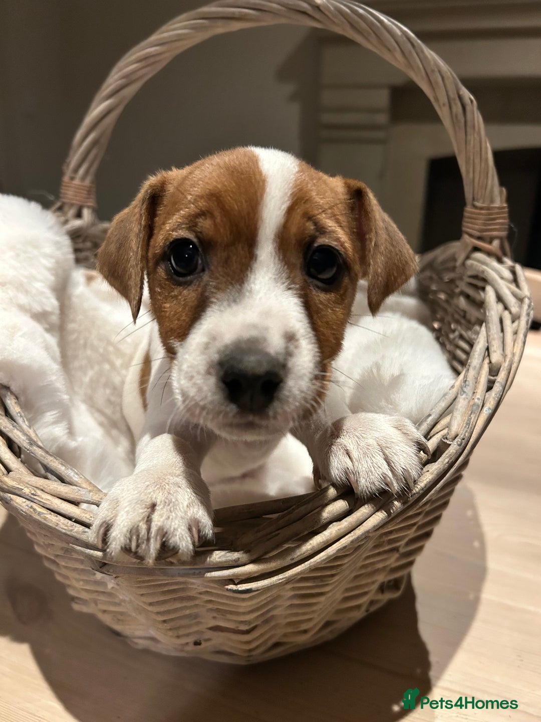 Mixed Breed dogs for sale: Parson / Jack Russell puppies - Advert 2