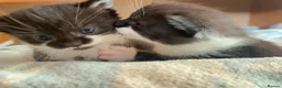 Mixed Breed cats for sale: Lucy & Yuki - Advert 5