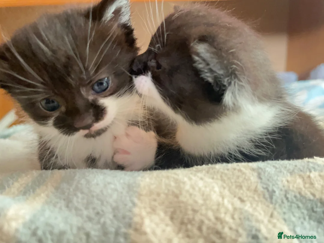 Mixed Breed cats for sale: Lucy & Yuki - Advert 5