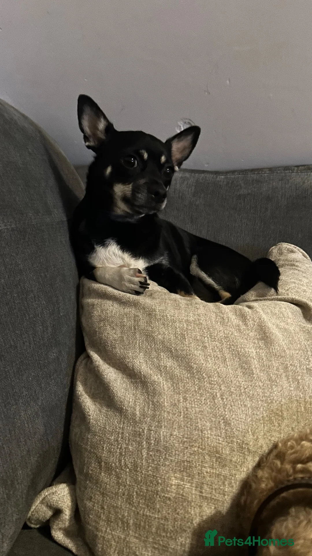 Chihuahua dogs for sale: The most lovable Chihuahua  - Advert 2
