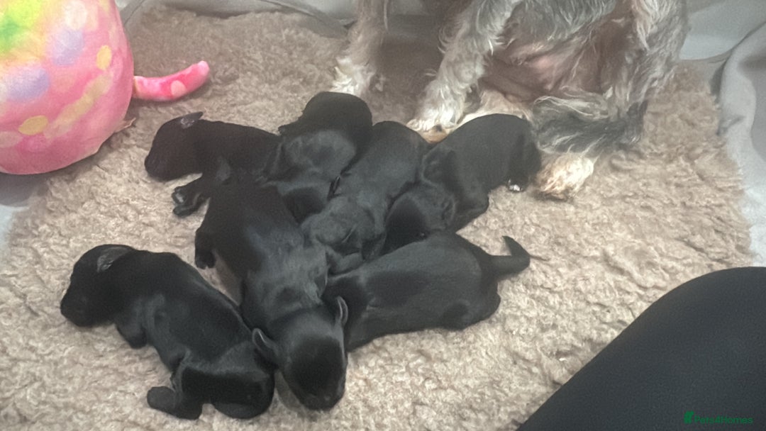 Miniature Schnauzer dogs for sale: Miniature Schnauzer pups for sale - Advert 11