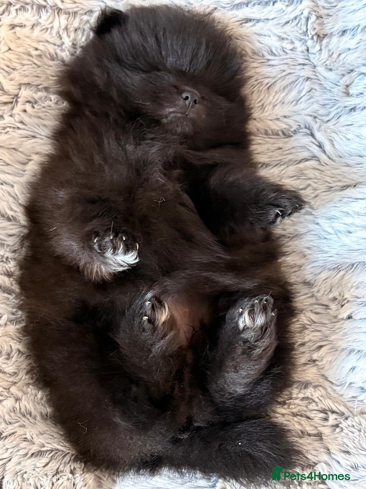 Pomeranian dogs Fur babies need loving forever home  - Advert 2