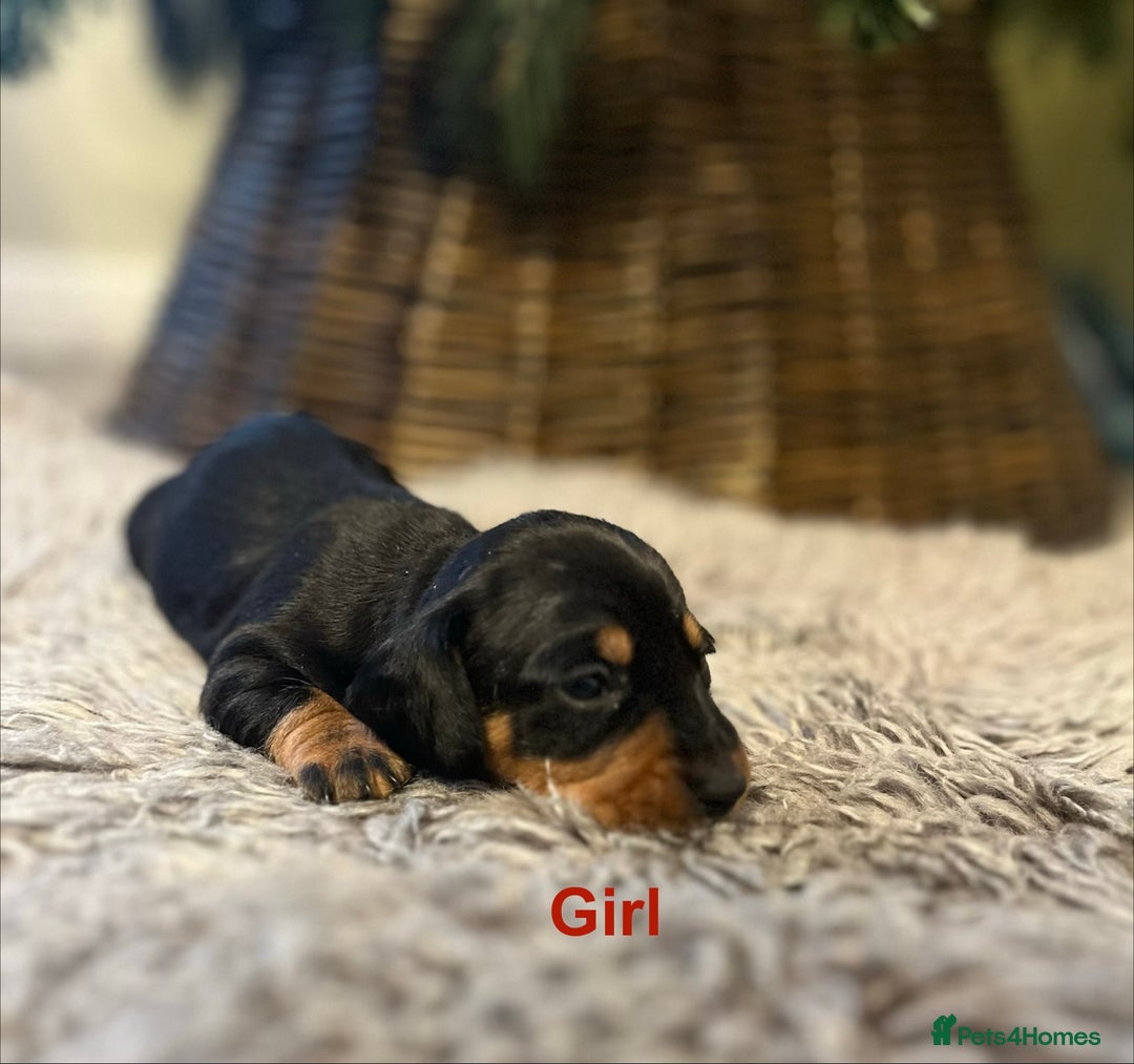 Miniature Dachshund dogs for sale: KC reg PRA clear Mini smooth Dachshund pups - Advert 12