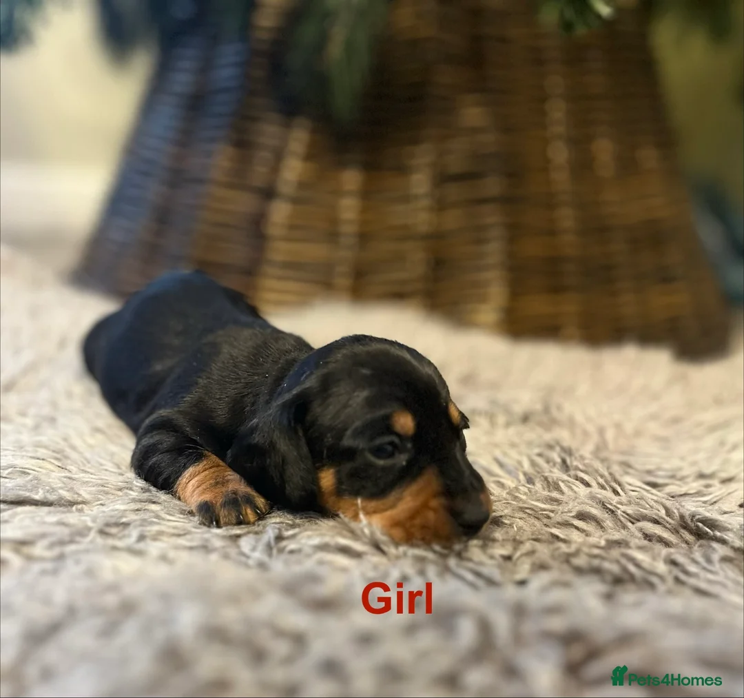 Miniature Dachshund dogs for sale: READY TO GO, 1 girl left! KC, PRA clear  - Advert 21