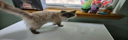 Ragdoll cats for sale: Retired Queen Peach Gccf registered - Advert 6