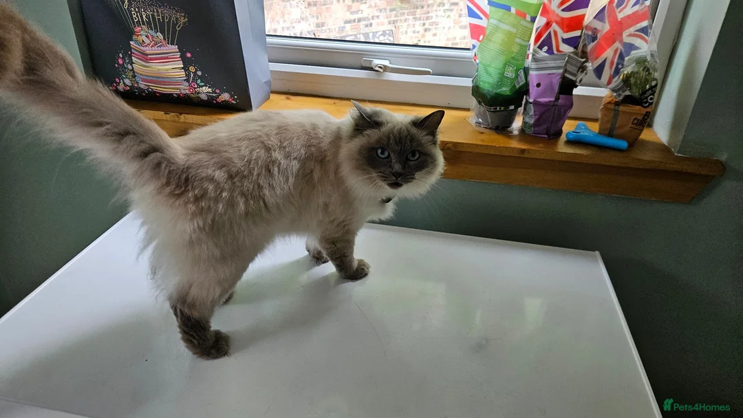 Ragdoll cats for sale: Retired Queen Peach Gccf registered - Advert 6