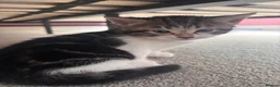 Mixed Breed cats for sale: 4 beautiful kittens for sale in Kirknewton - Advert 4