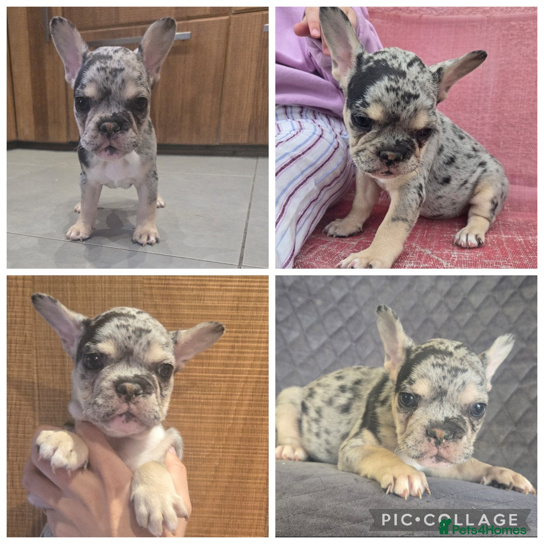 French Bulldog Puppy 1
