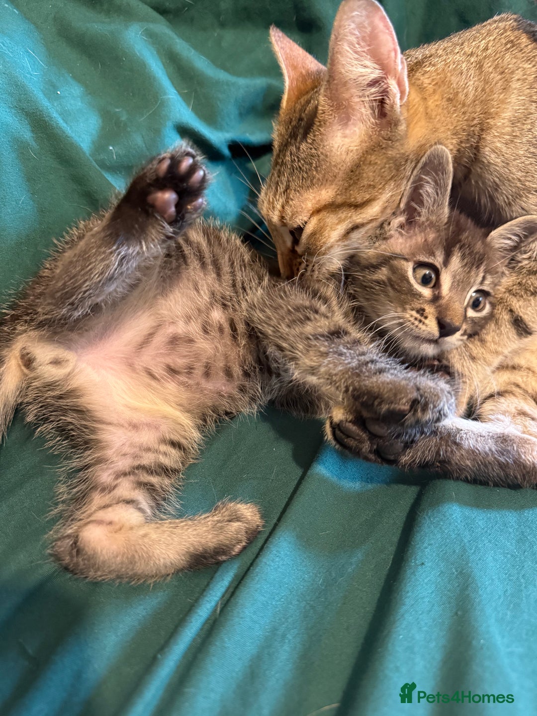 Mixed Breed cats for sale: 5 beautiful European short hair calico tabby’s  - Image 2