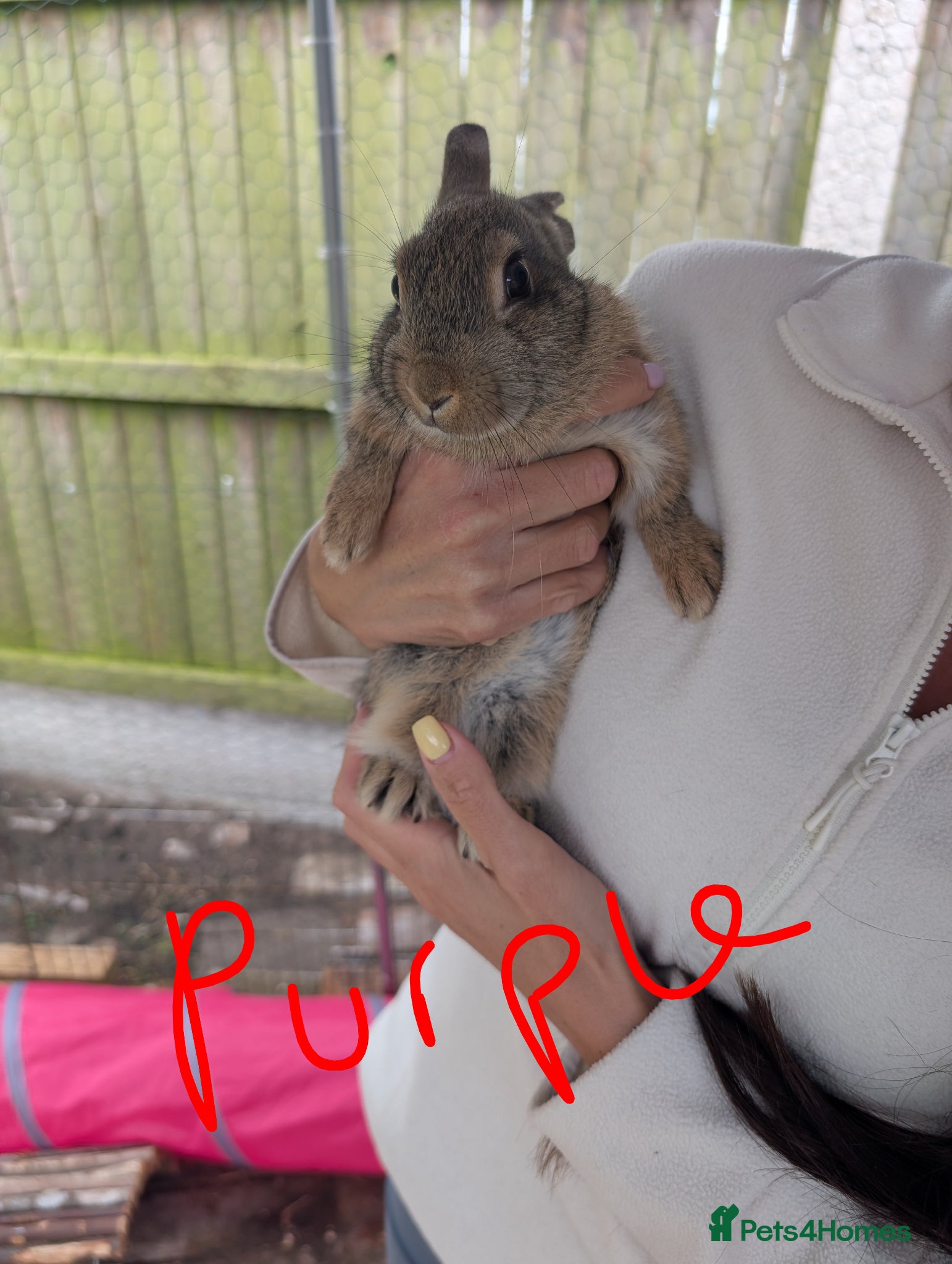 Mixed Breed rabbits for sale: Baby rabbits  - Advert 9