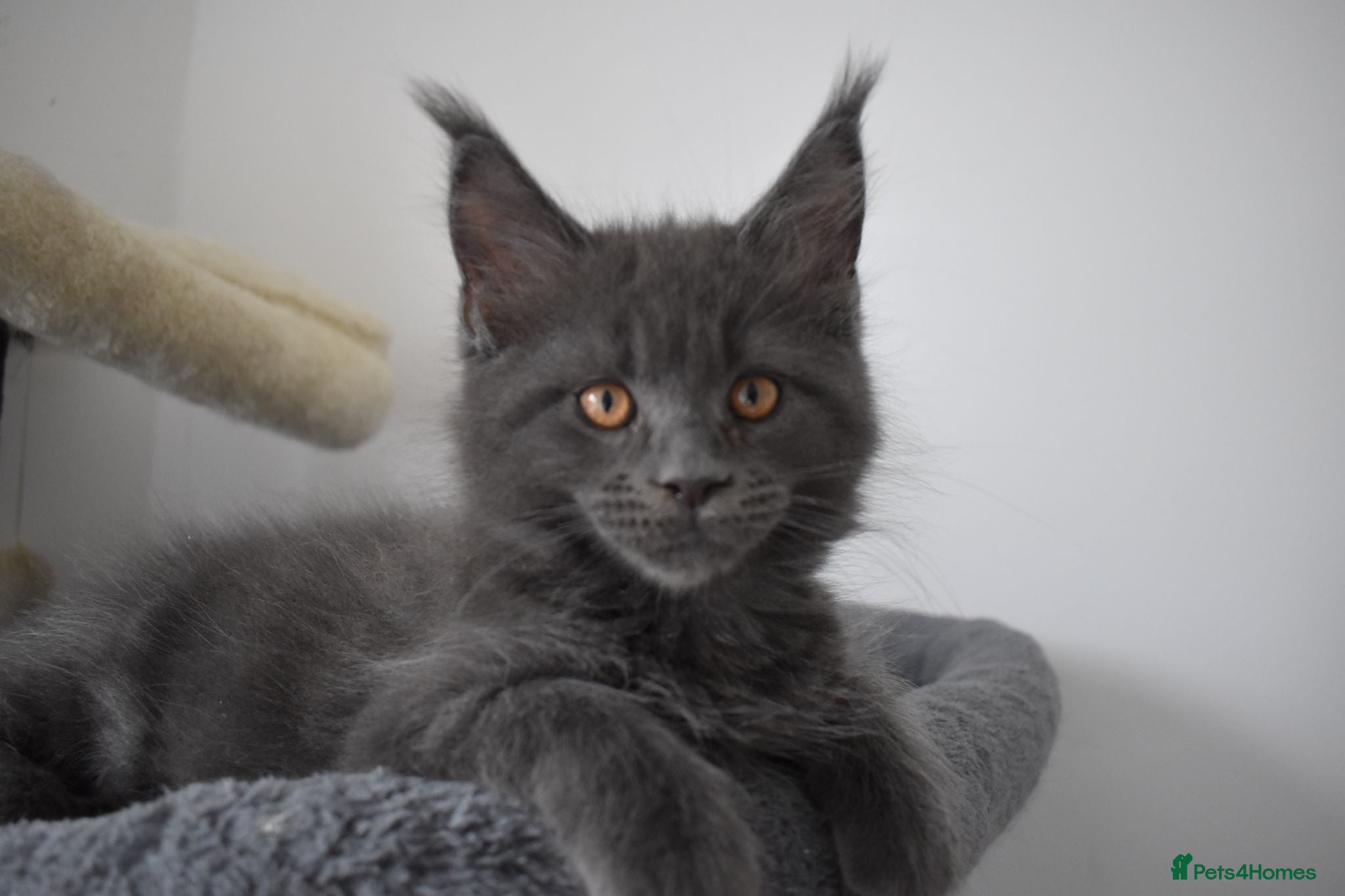 Maine Coon cats 👻😻 TICA REGISTERED last 2 kittens left👻😻 - Advert 1