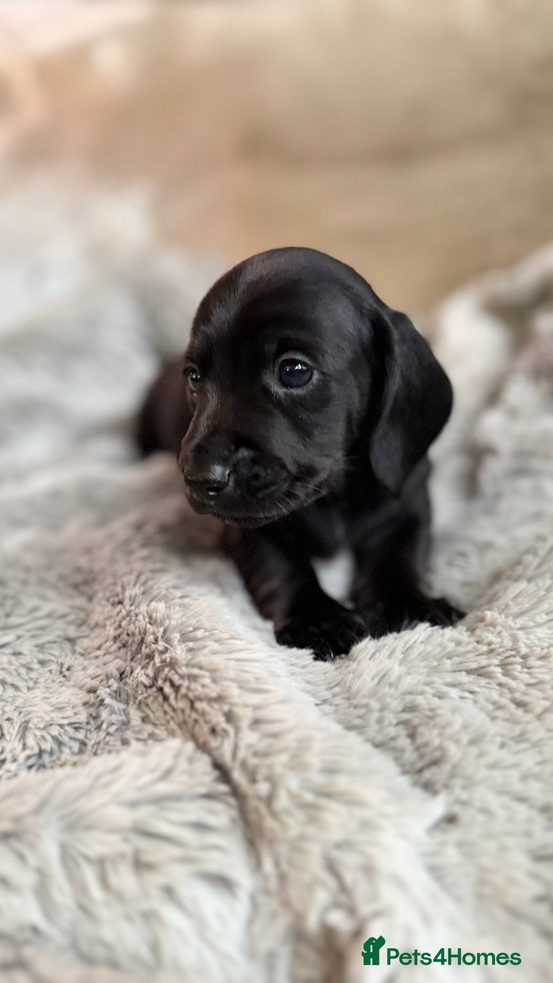 Miniature Dachshund dogs for sale: Rare colour KC registered mini dachshund puppies  - Advert 6