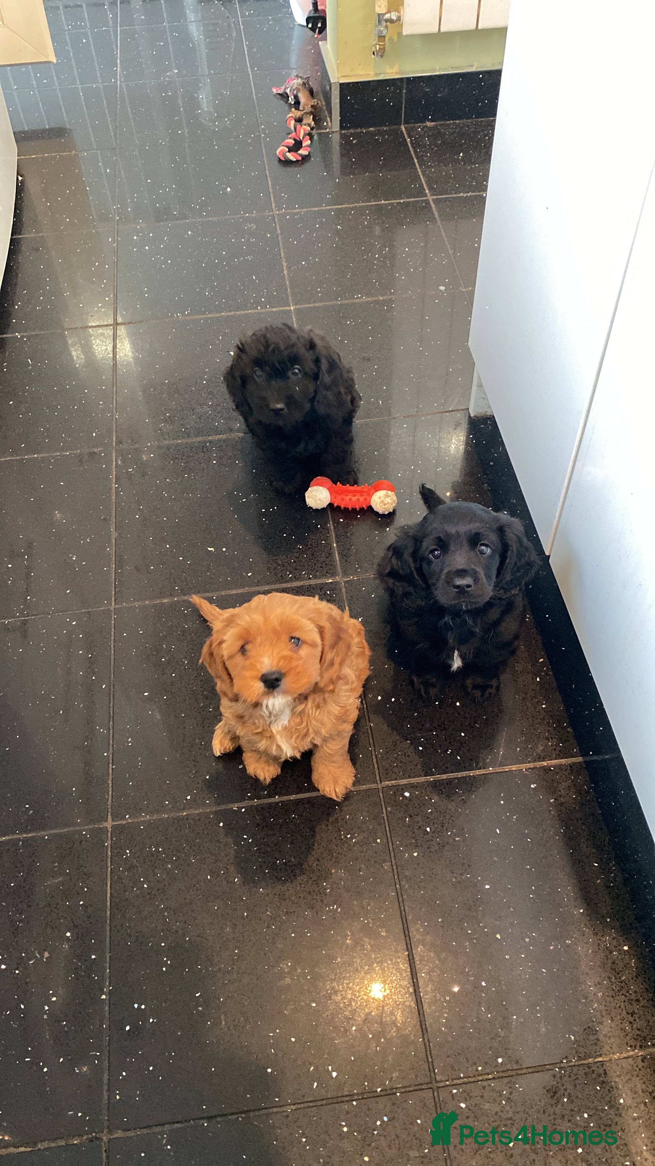 Cavapoo dogs Gorgeous Cavapoo puppies  - Advert 4